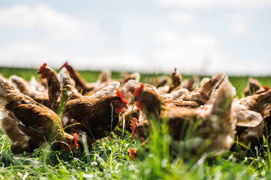 Poulets plein air.