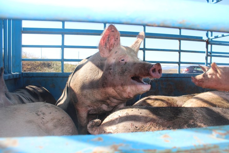 Cochons dans un camion
