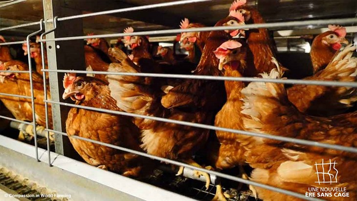 Poules en cage