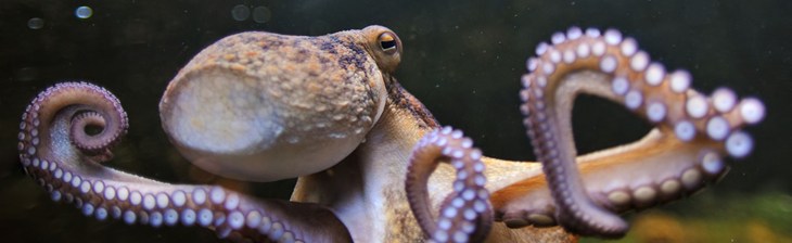 Octopus Farm Webnews Header