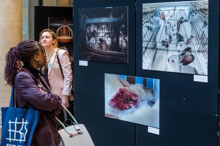Une exposition photos d'animaux d'élevage sur le lieu de la conférence dédiée à la révision de la législation UE