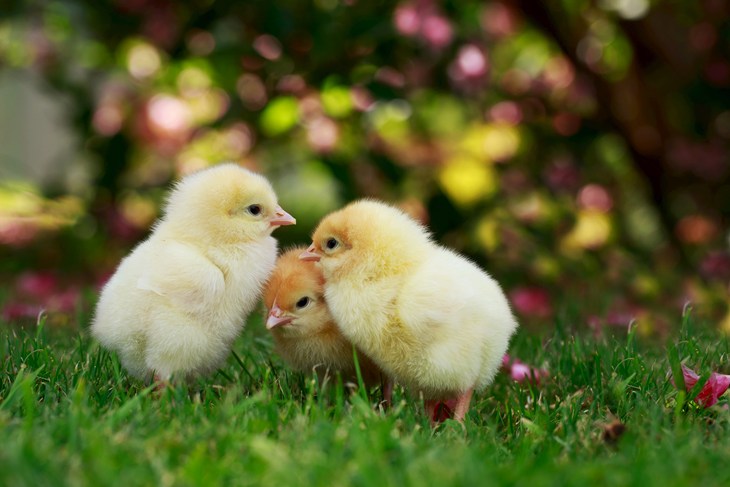 Chicks