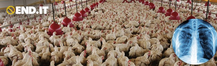 Poulets entassés dans un bâtiments avec le logo Point final à l'élevage intensif