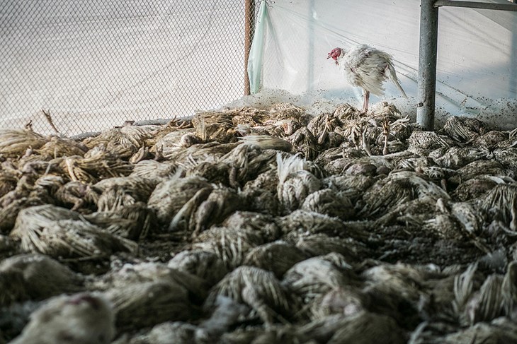 Poules d'élevage décédées et entassées les unes sur les autres