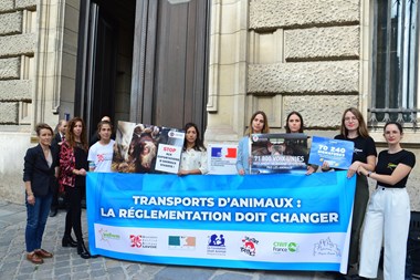 Groupe ONG devant ministère de l'Agriculture fin des exportations d'animaux vivants