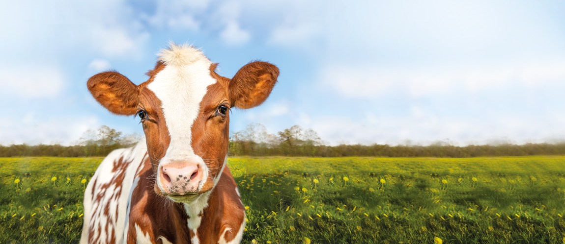 Sweet calf looking at the camera, with a field behind