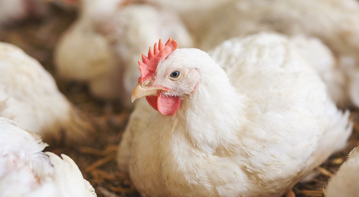 White broiler chicken sitting on straw bedding amongst other chickens