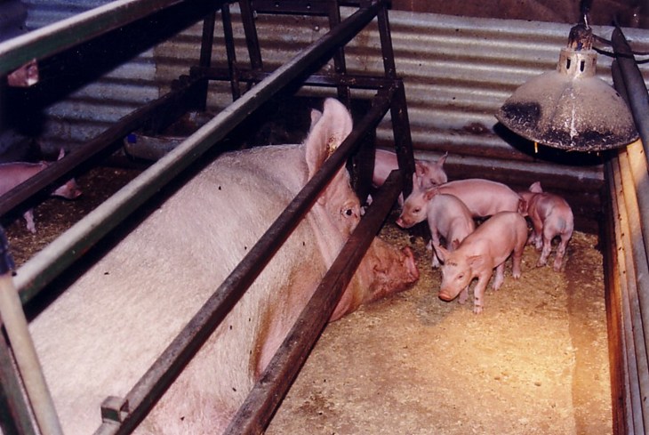 Indoor piglets suckling sow in intensive farming system