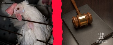 Poule en cage et un marteau représentant la justice à côté avec le logo End The Cage Age