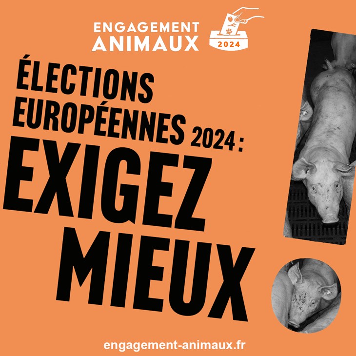 Cochon dans un point d'exclamation et Exigez Mieux pour les élections UE
