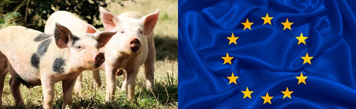 Trois cochons en liberté avec le drapeau de l'Union européenne