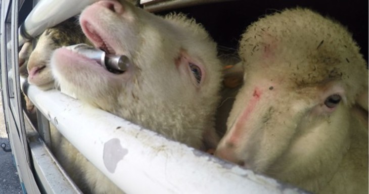 moutons déshydratés dans un camion