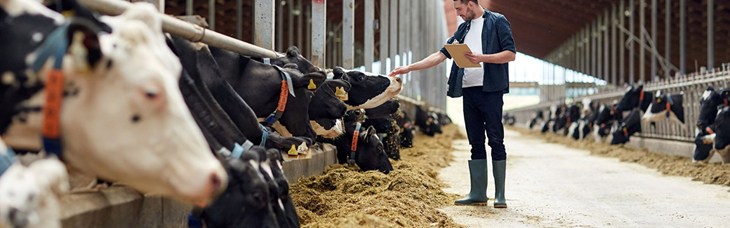 Un auditeur évalue le bien-être des vaches laitières dans un élevage