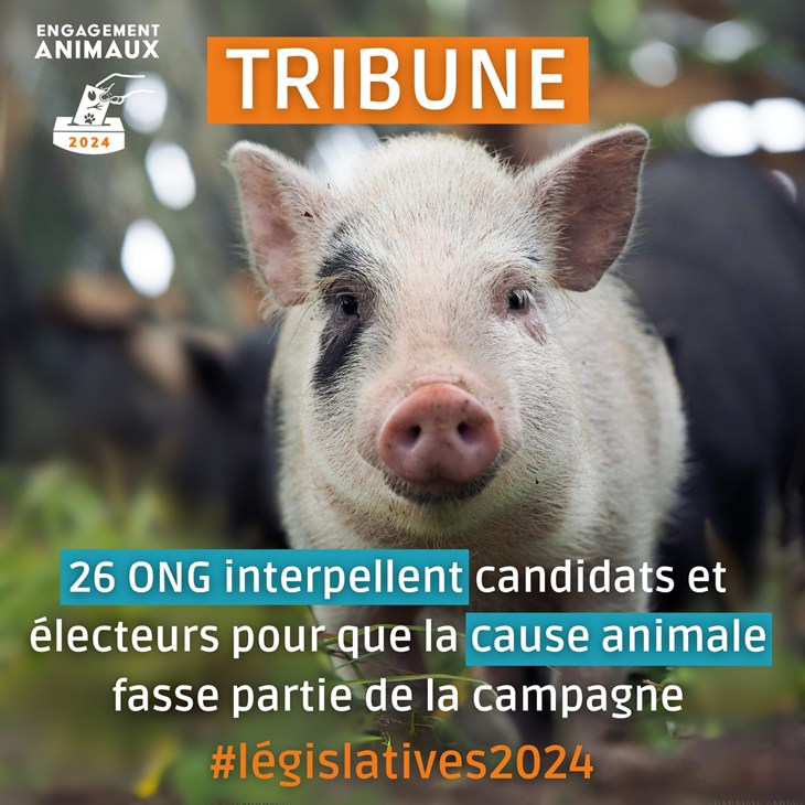 Engagement animaux 2024 : élections européennes