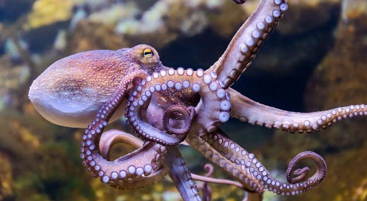 Pieuvre nageant en liberté dans l'ocean