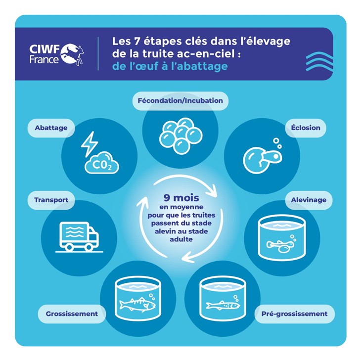 infographie sur les 7 étapes clé de l'élevage de la truite arc-en-ciel