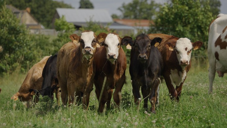 Veaux laitiers au pâturage avec une vache nourrice