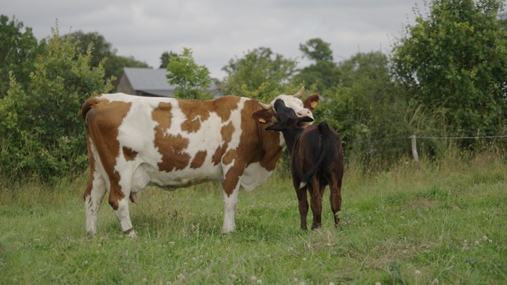 Veau laitier et sa vache nourrice dans une prairie