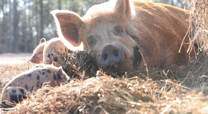 White Oak Pastures sow with piglets