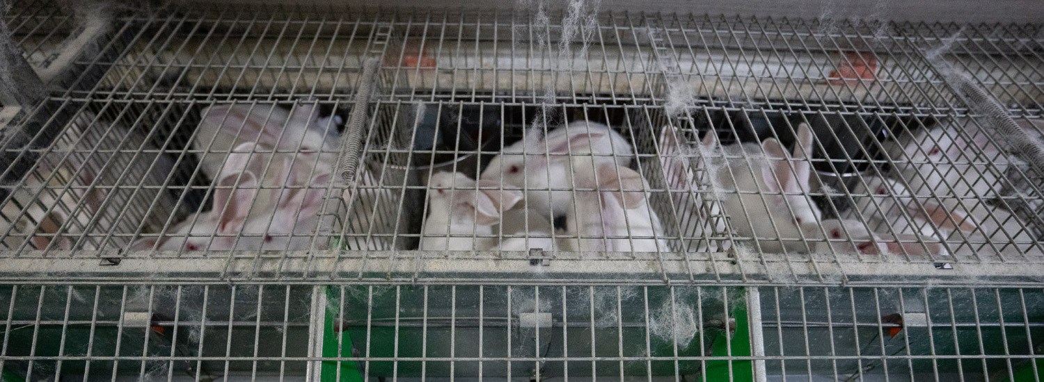 Un groupe de lapins blancs enfermés dans des cages