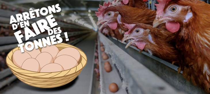 Des poules pondeuses en cage avec une illustration d'un panier rempli d'eoufs au premir plan et le logo d'arrêtons d'en faire des tonnes