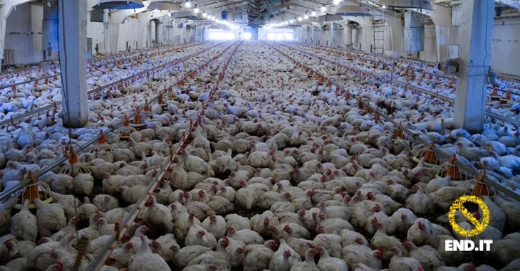 Poulets entassés dans un batiment avec le logo end.it