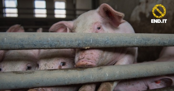 Cochons derrière les barreaux d'une cage avec le logo endIT