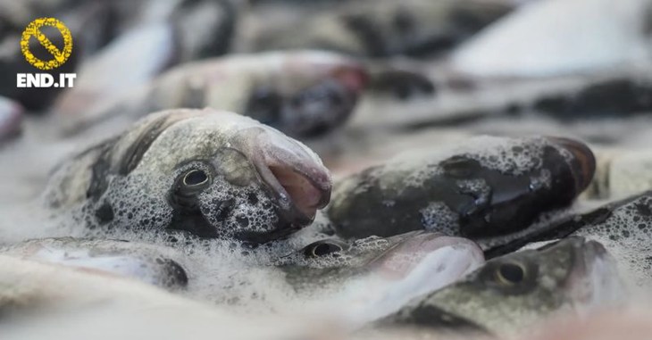 Daurades hors de l'eau en train de suffoquer et logo end.IT en haut à gauche