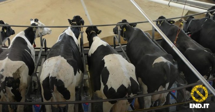 Vaches laitières dans une ferme-usine avec logo end.it