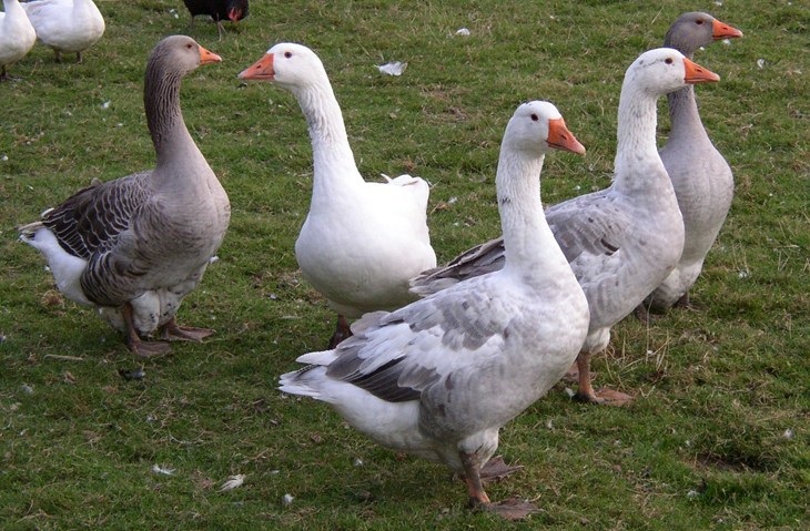 Oies en patures