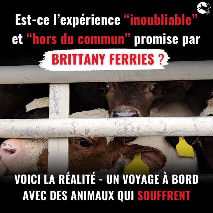 bovins dans un camion illustration pour interpeller Brittany Ferries
