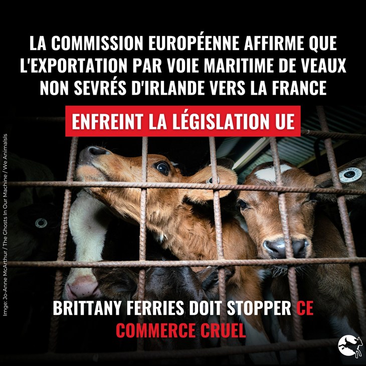 Veaux non sevrés transportés. Brittany Ferries enfreint la réglementation européenne
