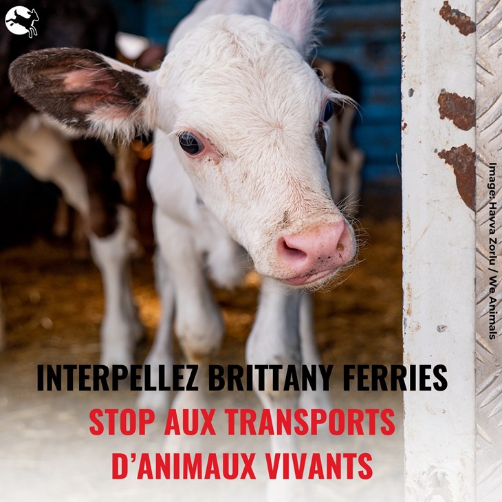 Veau - appel à mobilisation contre Brittany Ferries