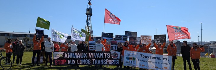 CIWF aux côtés de L214 et Welfarm : mobilisation contre Brittany Ferries