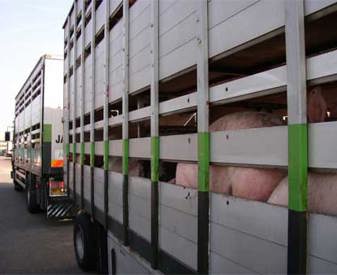 transport-porcs-camion